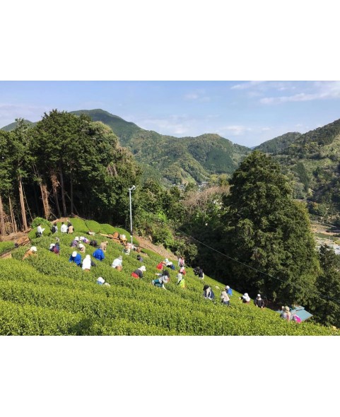 Yame Gyokuro 玉露 八女 福岡